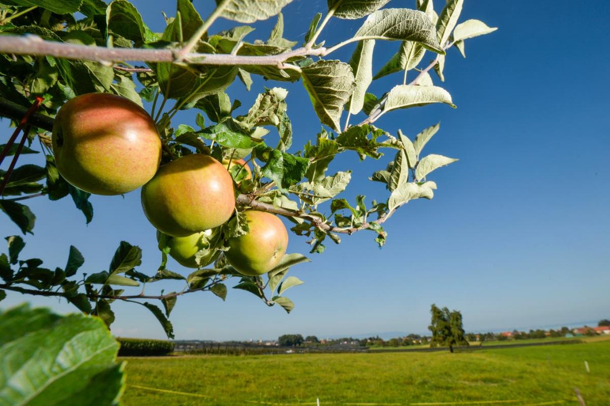 Will der Thurgau ein Apfel- oder ein Technologiekanton sein? Im Bild ein Apfelbaum bei Neukirch mit Sicht auf den Bodensee.