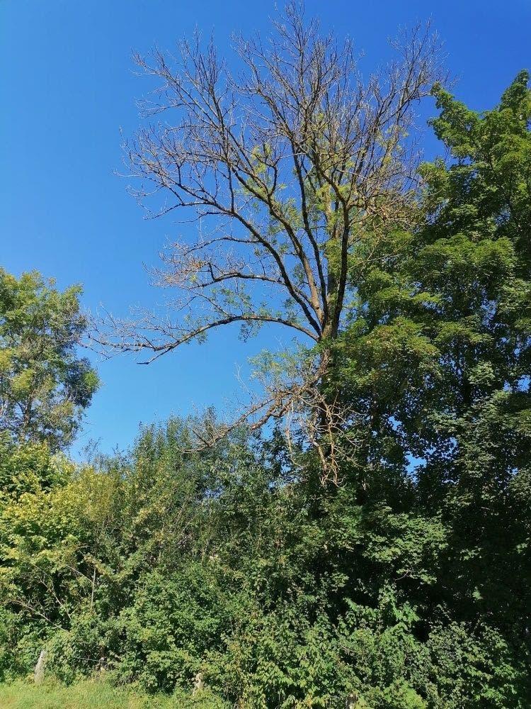 Ein von Eschenwelke betroffener Baum.