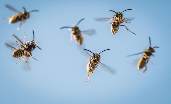 Wespen fliegen auf ihr Nest zu. (Bild: Keystone/DPA/Frank Rumpenhorst)