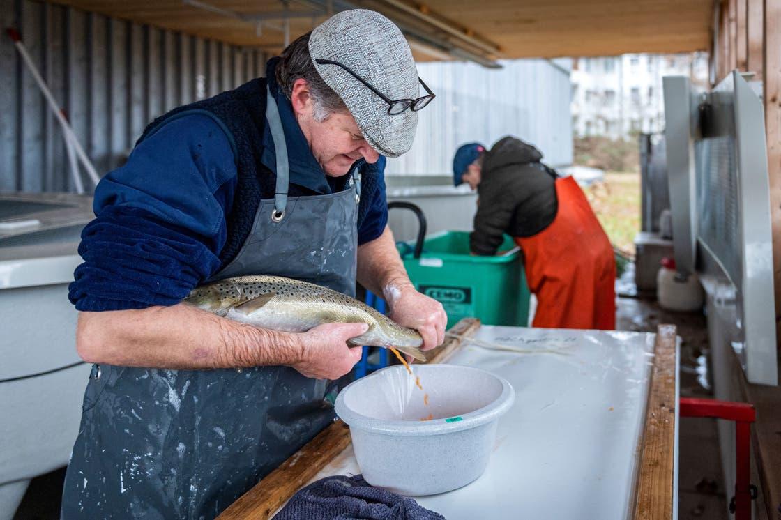 Fischereiaufseher Marcel Zottele streift die Eier aus dem Bauch der Seeforelle. Im Hintergrund holt sein Arbeitskollege bereits den nächsten Fisch aus dem Bottich mit dem Beruhigungsmittel im Wasser.