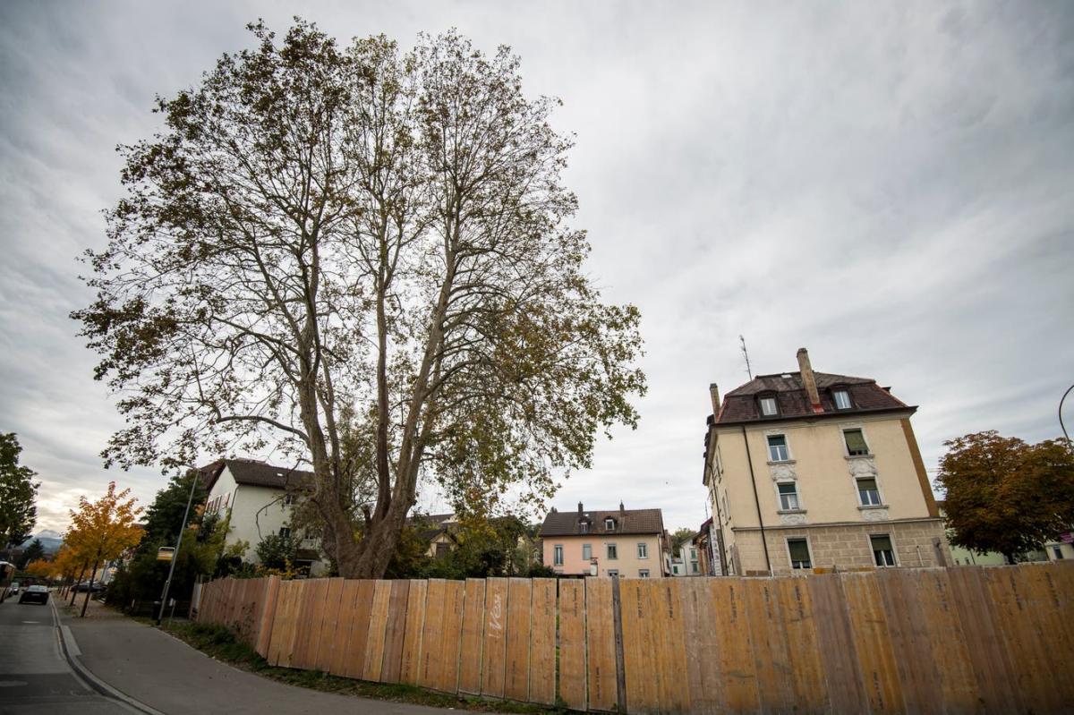 Von der beeindruckenden Schönheit des Baumes ist nicht mehr viel geblieben..