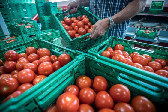 Durch das schöne und warme Wetter entsteht 2018 ein massiver Überschuss an Tomaten, wie hier in Salmsach bei Bötsch Gemüsebau. (Bild: Reto Martin, 19. Juli 2018)