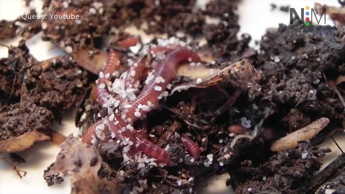 Wurmkompostierung in Salmsach (Bild: Screenshot aus Videobeitrag)