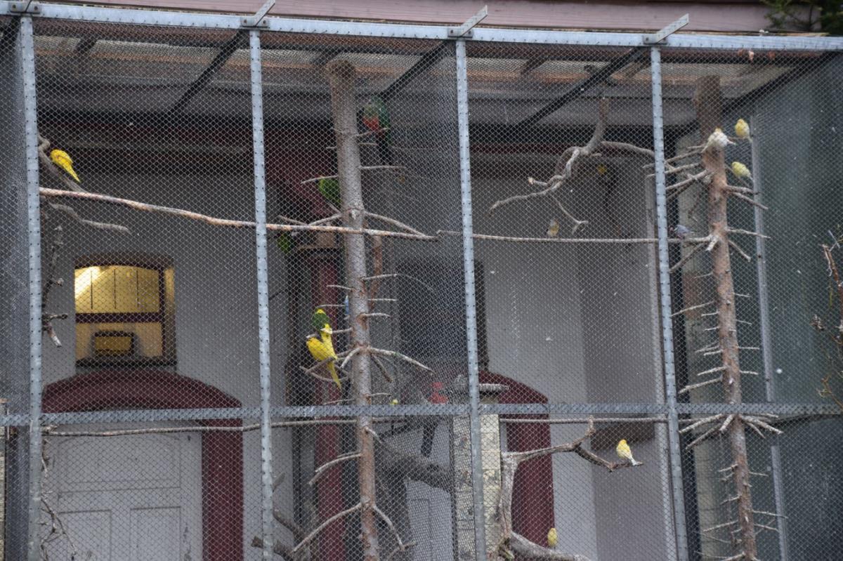 In der städtischen Vogelvoliere leben vor allem exotische Vögel.