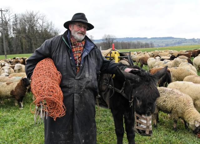 WANDERHIRTE : Hans van der Graaff zieht mit einer Schafherde durch den Oberthurgau
