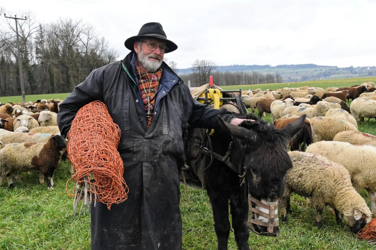 Hans van der Graaff ist derzeit mit seinen Schafen und seinen beiden Eselinnen im Oberthurgau unterwegs.