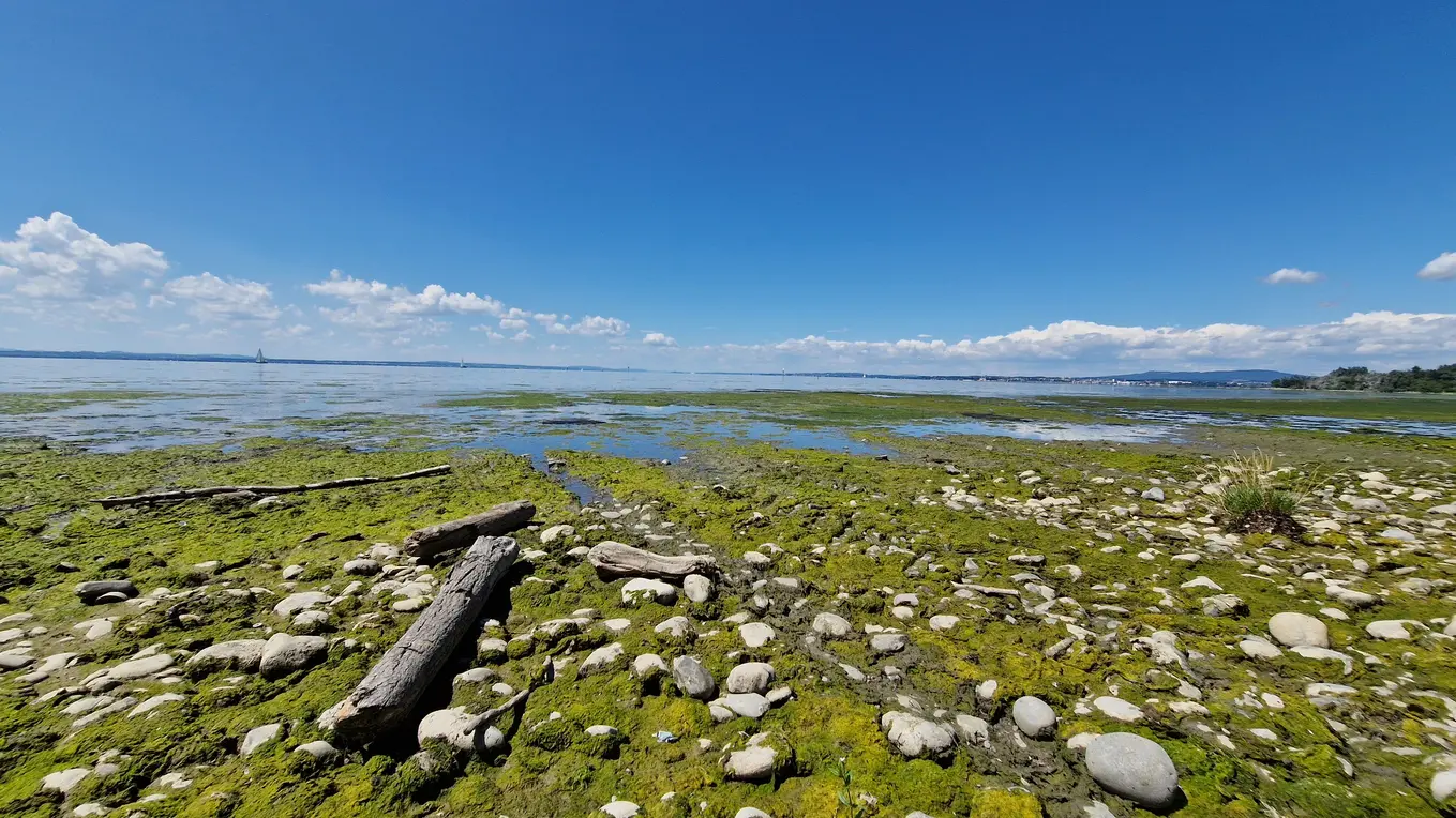 ES STINKT : Die Mief-Alge breitet sich am Bodensee aus